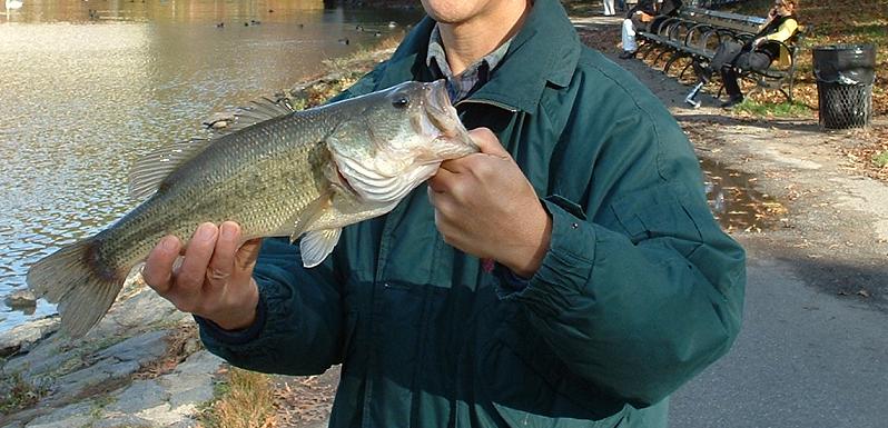 Largemouth Bass caught at Central Park