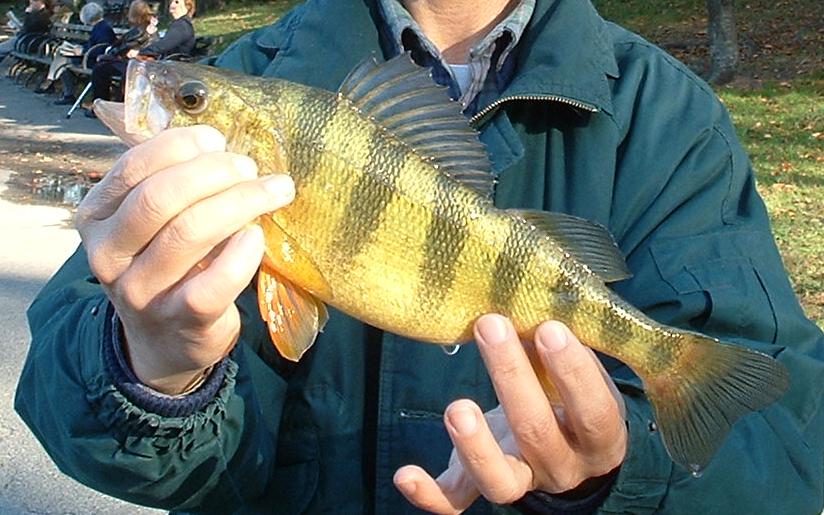 Yellow Perch caught at Central Park